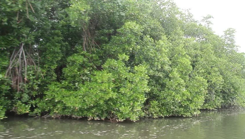 Mangrove Forest