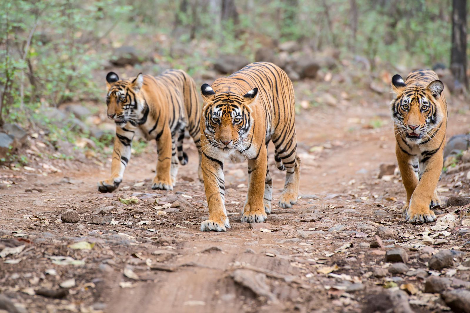 Spot The Bengal Tiger