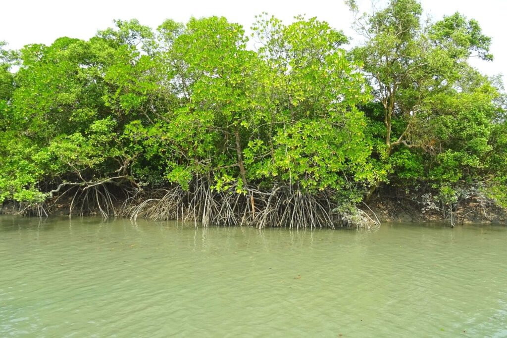 Sundarbans One Of The Largest Mangrove Forests In India 1024×683