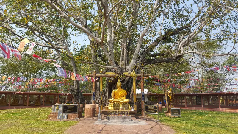 Buddha Statue Bodhi Tree Thai Temple 67045681