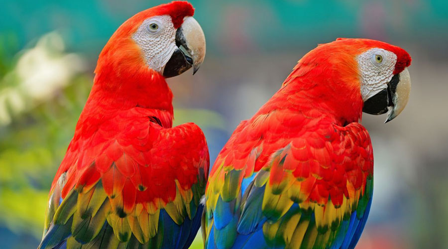 Macaw Bird For Sale In Kolkata 03