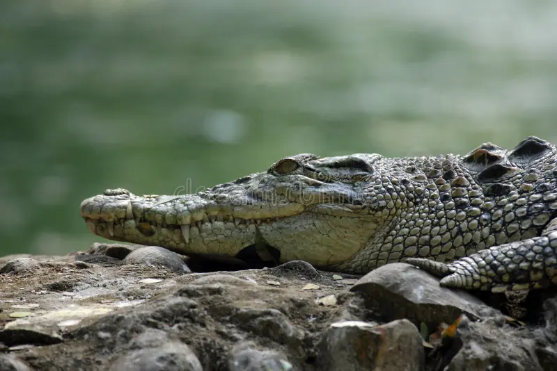 Saltwater Crocodile Kolkata Zoo 83368451